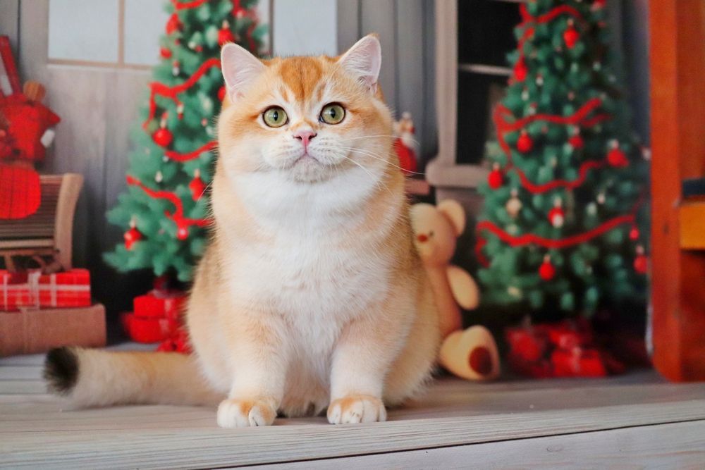 Куинси мальчик золотая шиншилла