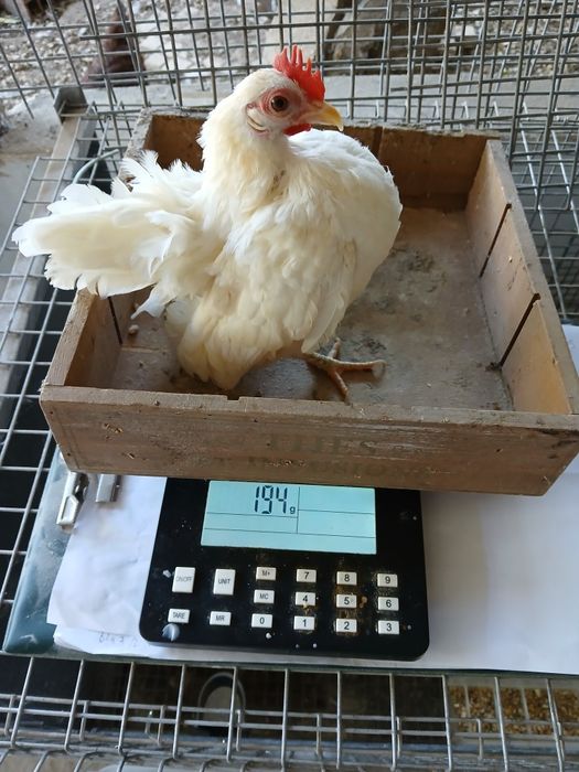 Galinhas raça Serama/Ovos