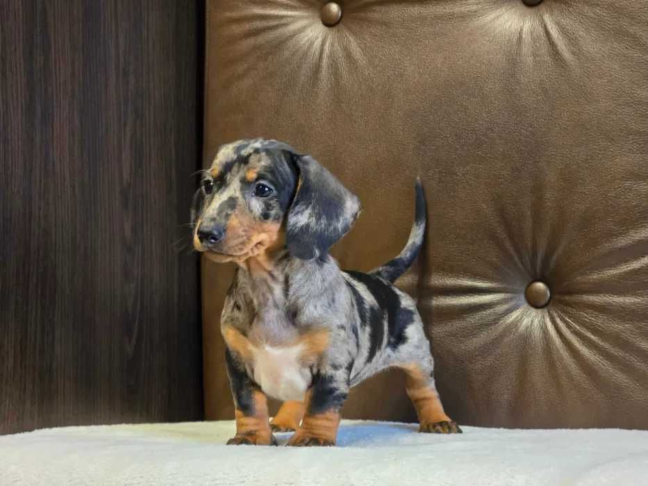 Teckel merle disponivel