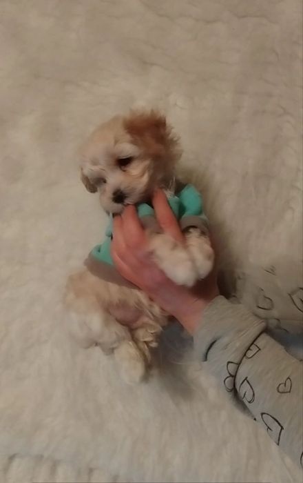 Кукольная девочка мини мальтипу