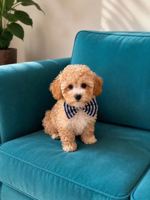 Maltipoo sliczny piesek