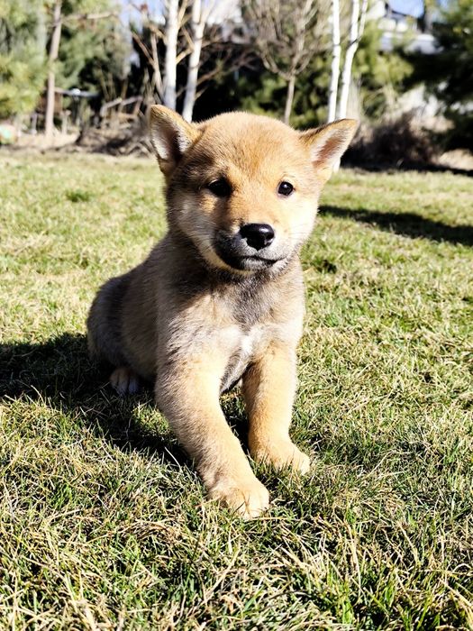 Гарнесенький хлопчик Шиба/ Сіба Іну