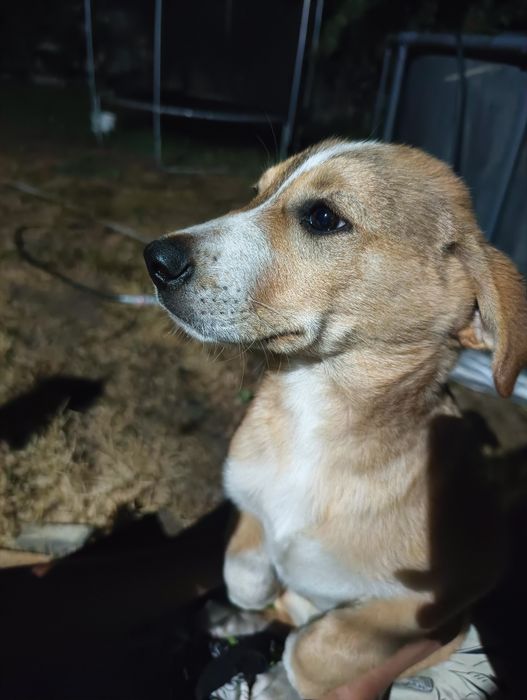 Щенки, щенята, собаки