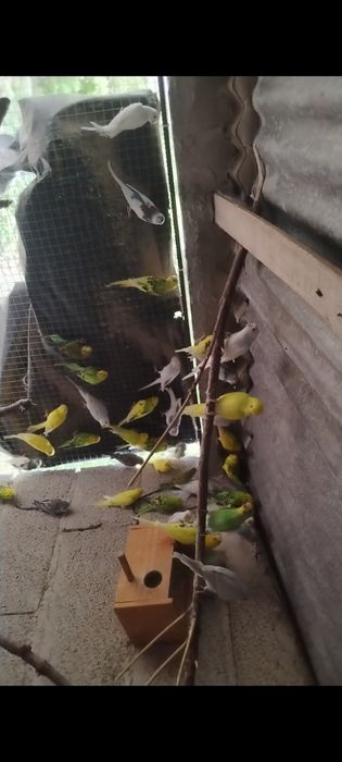 Piriquitos deste ano para ceder