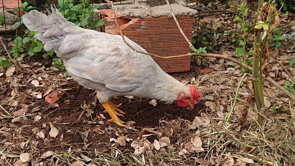 Galos cream legbar/Araucana