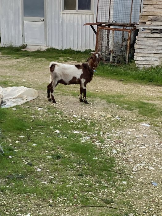 Boa tarde tenho para venda as cabras que se encontram nas fotos