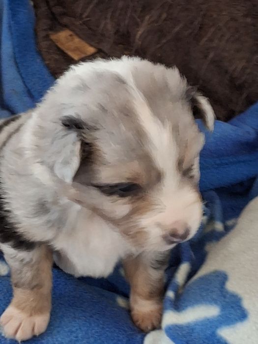 Owczarek australijski cudny piesek