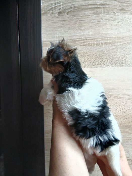 Дівчатка бівер-йорк