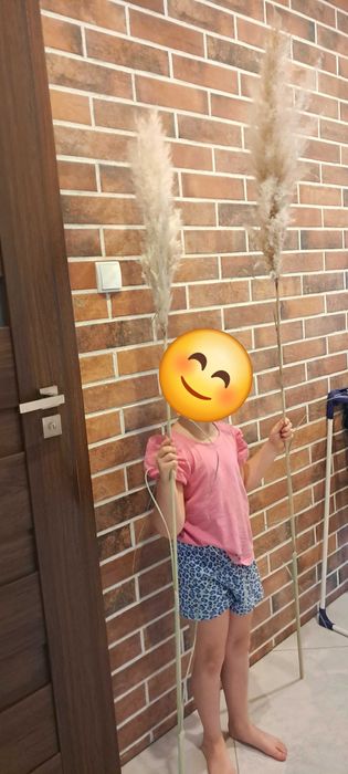 Trawa panpasowa kwiatostany