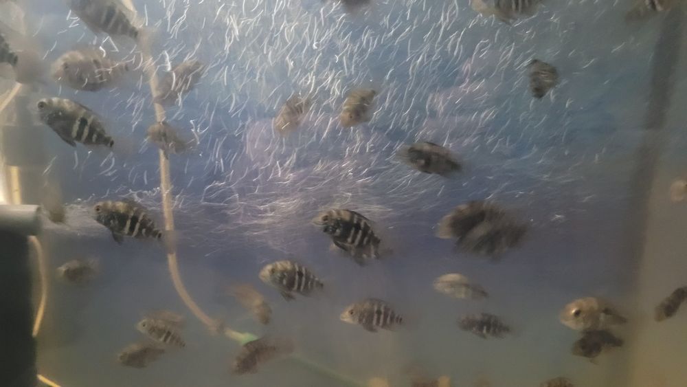 Акара бірюзова (мальок)