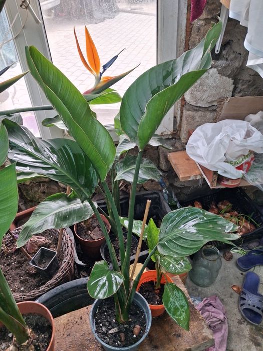 Комнатные адаптированные цветули