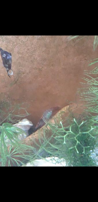 Camarão fêmea adulta