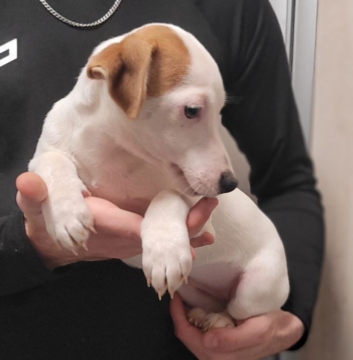 Jack Russell Terrier Szczeniak Brązowo Biały