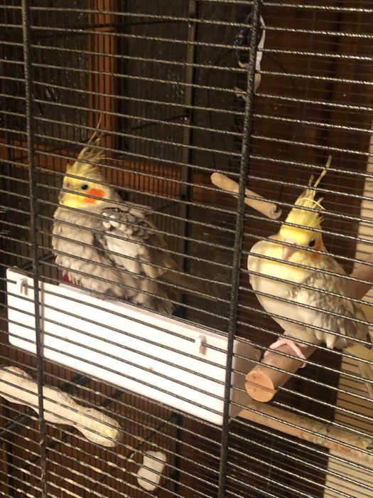 Papugi Nimfy (parka)