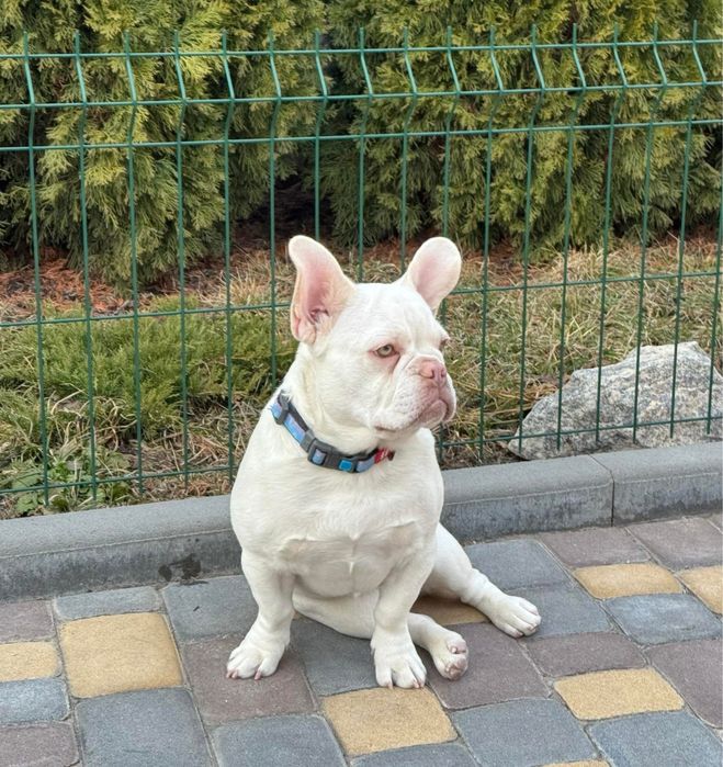 Стерилізована дівчинка французького бульдога окрас платіна 1,5 роки