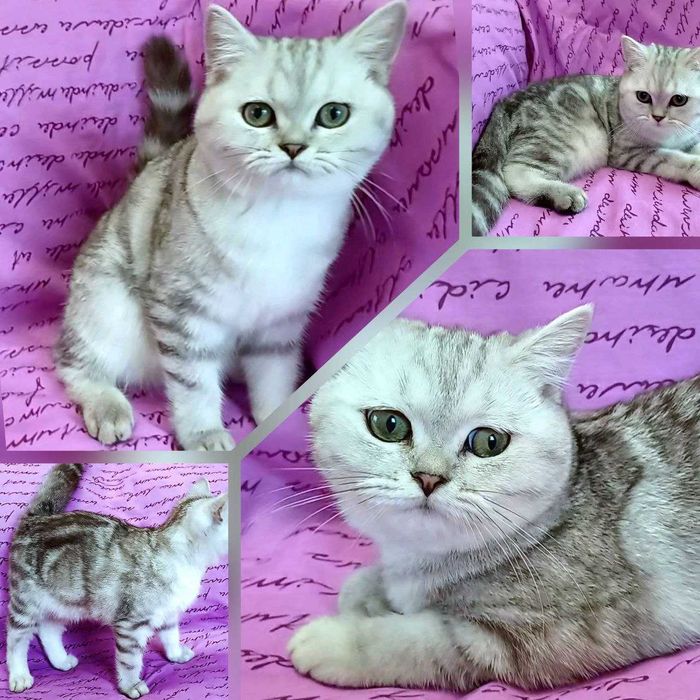 Срібна мрамурова,чистокровна.Scottish Stright. Кошенята.