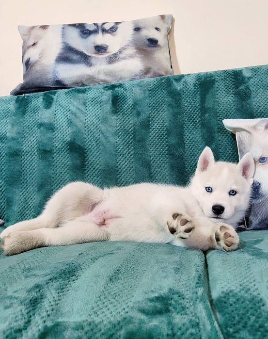 Siberian Husky niebieskooki po InterChampionach zkwp fci Siberian Husk