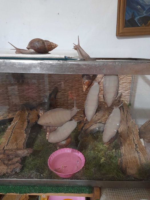 Ахатина Фулика - альбиносы и стандарты