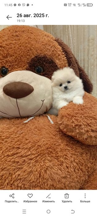 Шикарнючий Міні ведведик помаранського шпіца .