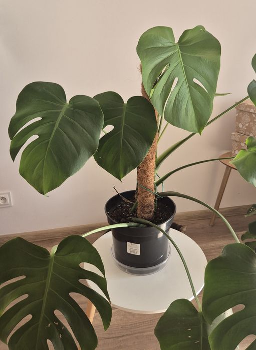 Monstera średnica 23cm, wysokość 65cm
