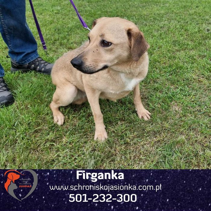 FIRGANKA do adopcji – Schronisko Jasionka