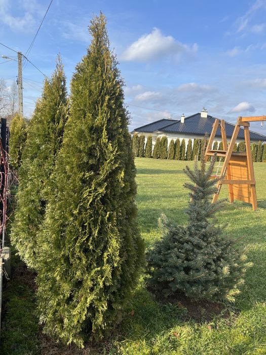 Tuja, thuja 280 - 300 cm bardzo duża żywopłot