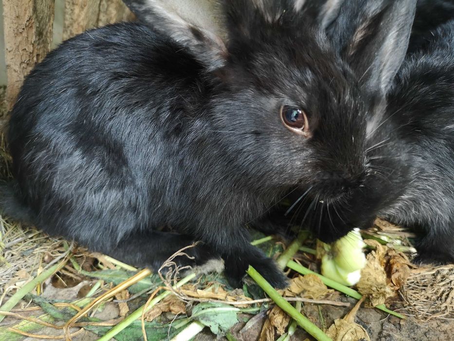 Продаються крілики