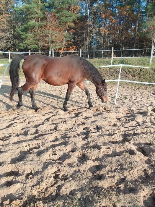 Klacz programowa wielkopolska