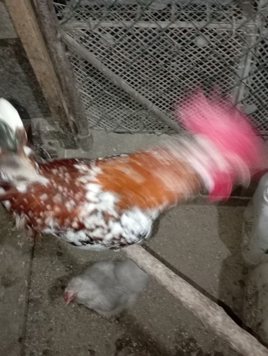 Garnizo macho adulto