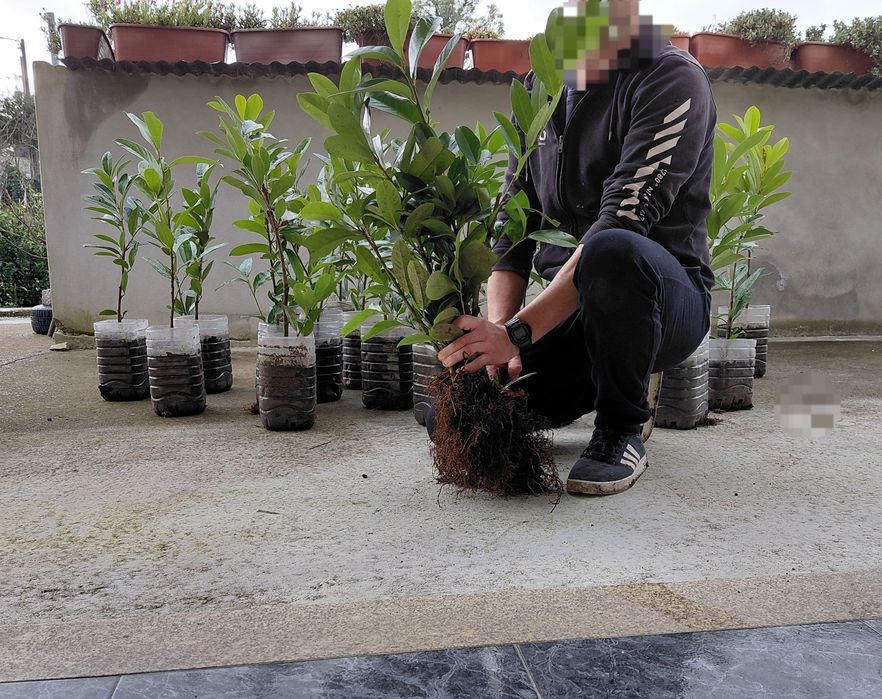 Louro cerejo ( lauros) para sebes