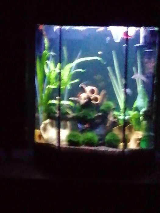 Akwarium Aquel 60L szesciokatne