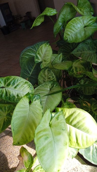 Срезы плектрантус, плющ, сингониум, пеперомия, эпипремнум