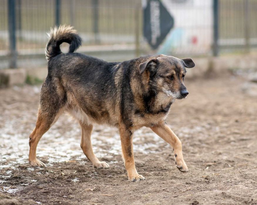 Kochany psiak HUDSON szuka domku!