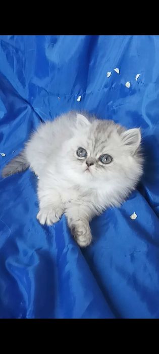 Серые пепельный серебристый шиншилла белый котёнок мальчик