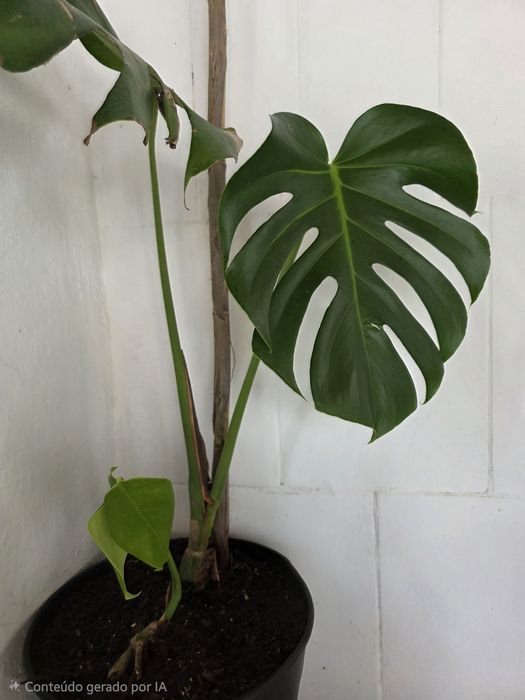 Monstera Deliciosa - Costela de Adão