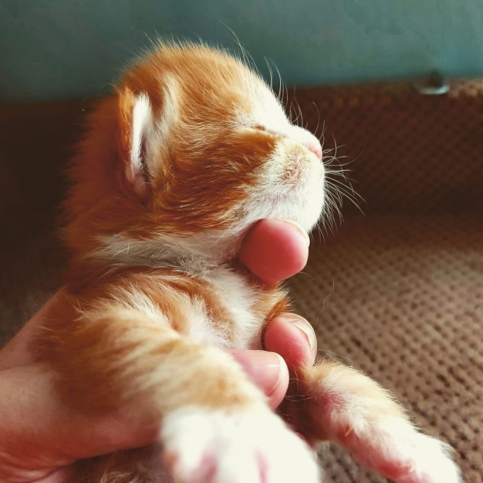 Сонячні мейн кунчики зігріють в найхолоднішу погоду