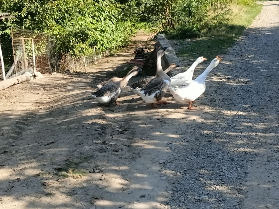 Продам гуси (річні)
