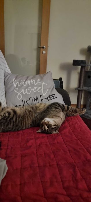 Gatas para adoção