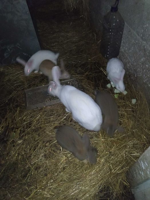 Venda de coelhos:casal ou individuais-Oportunidade de aquisição.