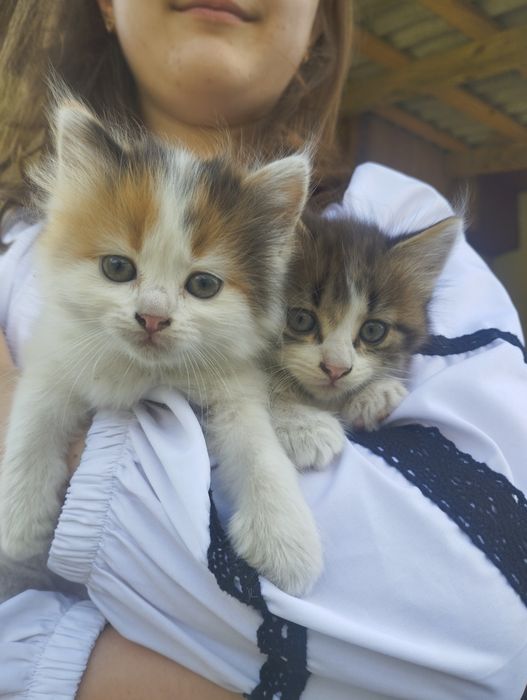 Кошенята для люблячих господарів
