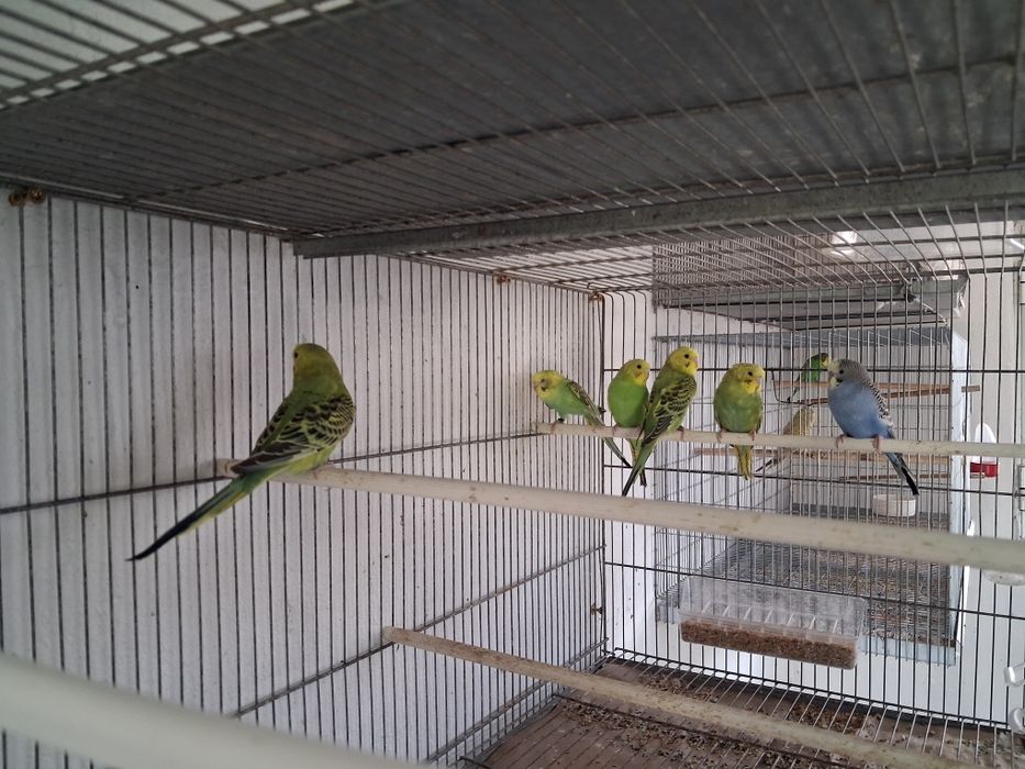 Periquitos novos