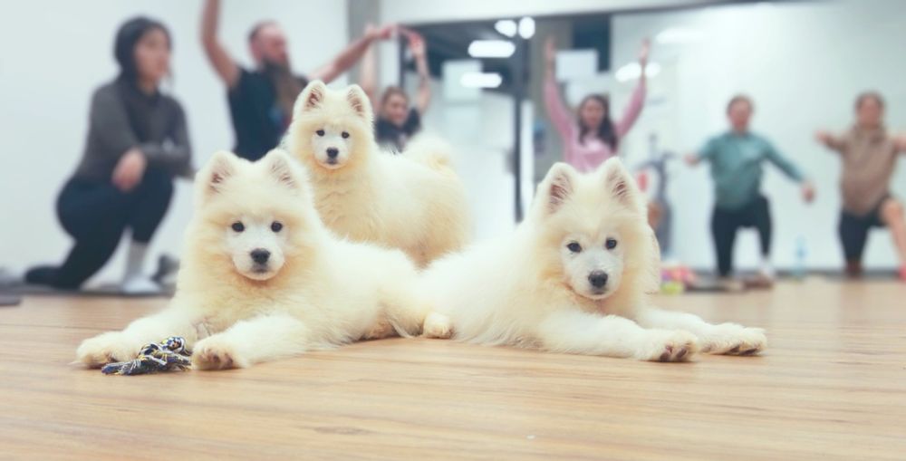 Maluszek Samoyed ZKwP FCI