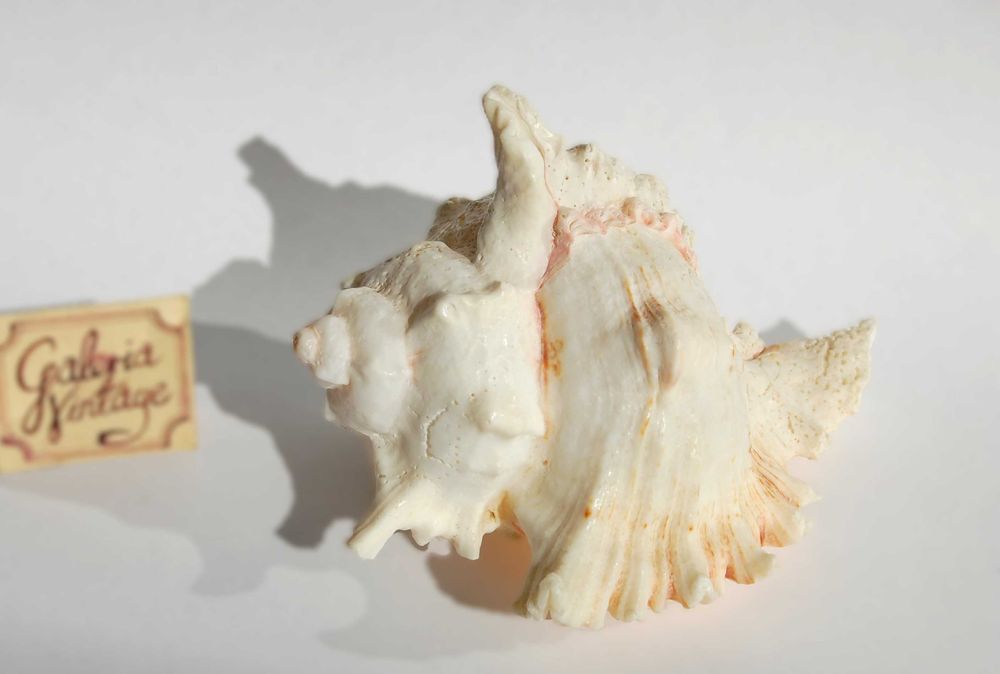 Muszla morska Murex Ramosus dł. 11,7 cm, marynistyka