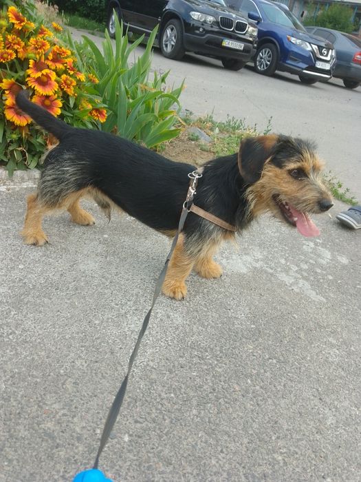 Хлопчик Такса жоркошорстна шукає дівчинку