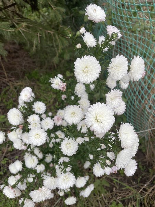 Marcinki wysokie i niskie mix kolorów od 5 zł