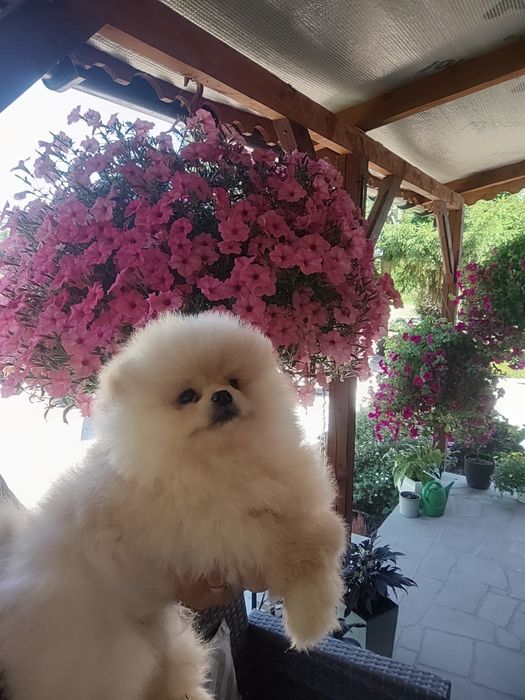 Pieseczek  pomeranian