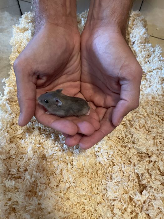 Chomik dzungarski szary mlody