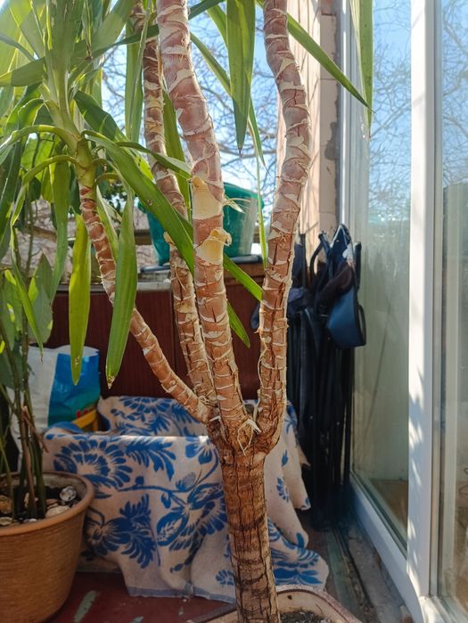 Юкка кімнатна, 4 стебла