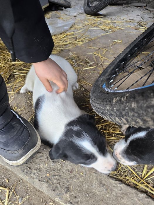 Віддам собачок в добрі руки