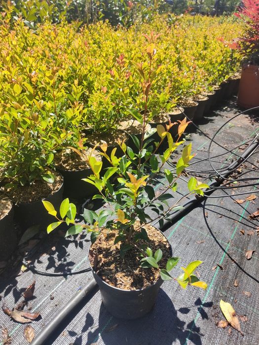 Eugenia Newport  50cm a 400cm